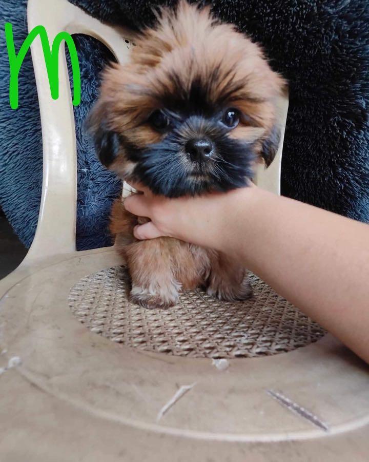 Shih tzu liver line hot sale price