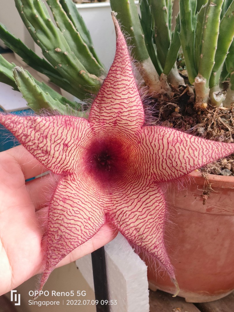 Stapelia Grandiflora x Gigantea Furniture Home Living