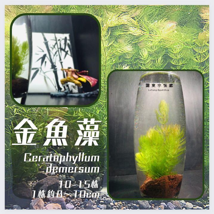 水草 造景 Aquatic Plants 水生植物 金魚藻 陽明柳 居家生活 園藝在旋轉拍賣