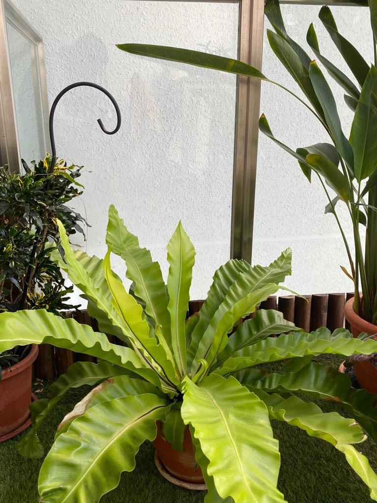 Birds Nest fern, Furniture & Home Living, Gardening, Plants & Seeds on