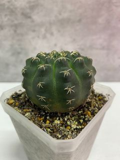 （分類：）位於 。 由 seedinglaw946 提交（商品編號 1172305759，圖片 1）。簡介： 。