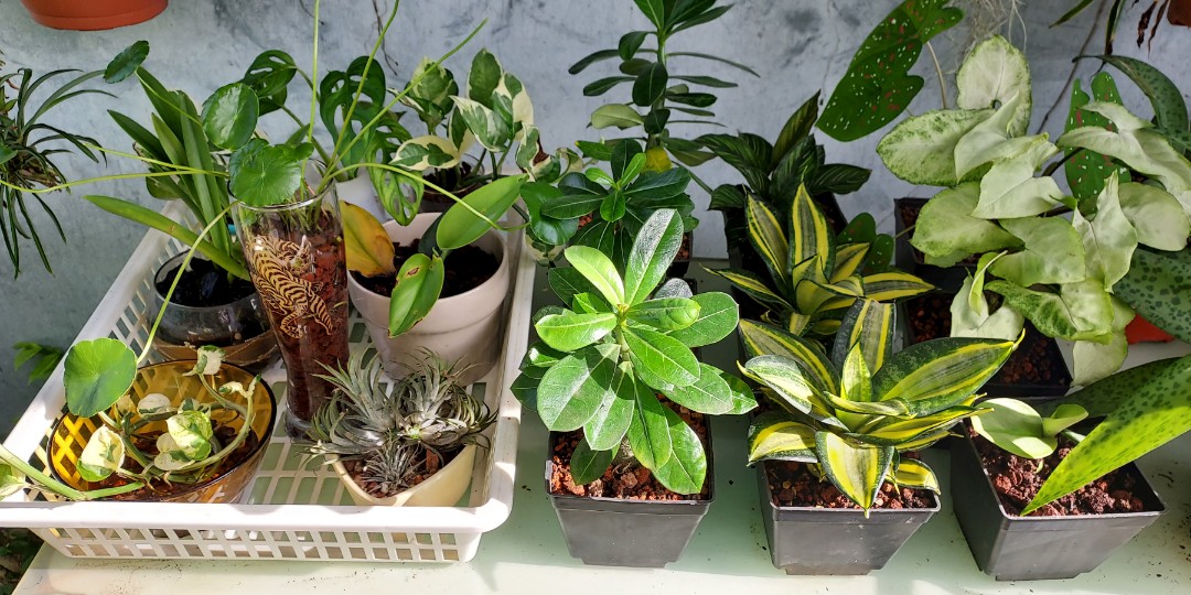 Mini pot plant, Furniture & Home Living, Gardening, Plants & Seeds on