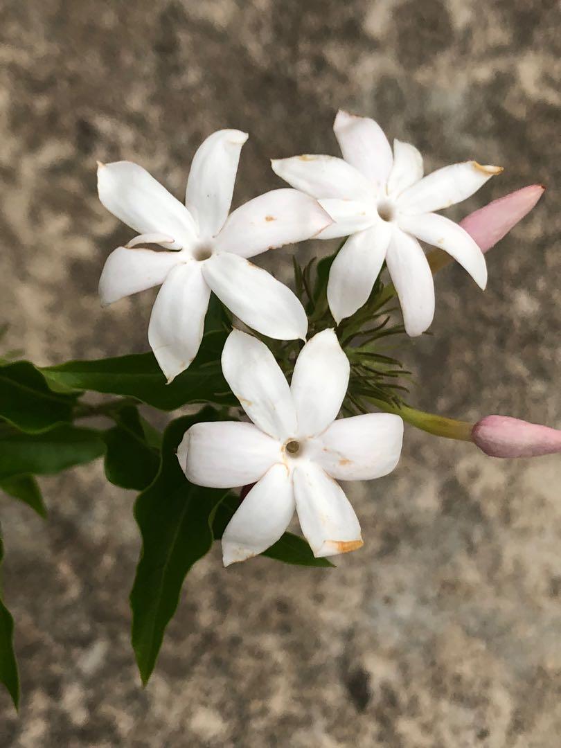 Jasmine Growing Guides, Tips, and Information