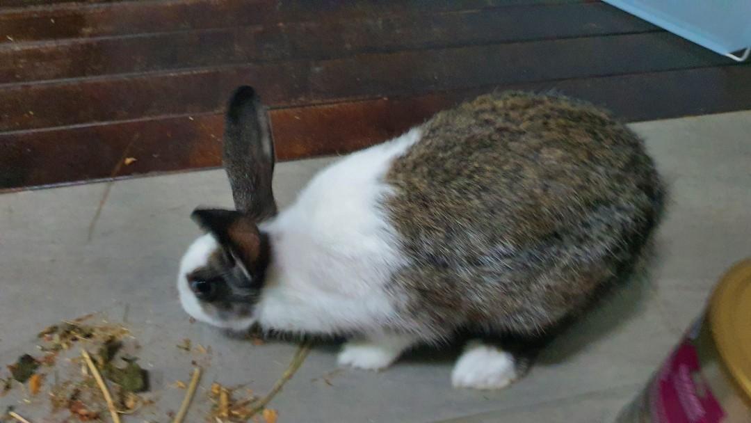 4 month hot sale old rabbit