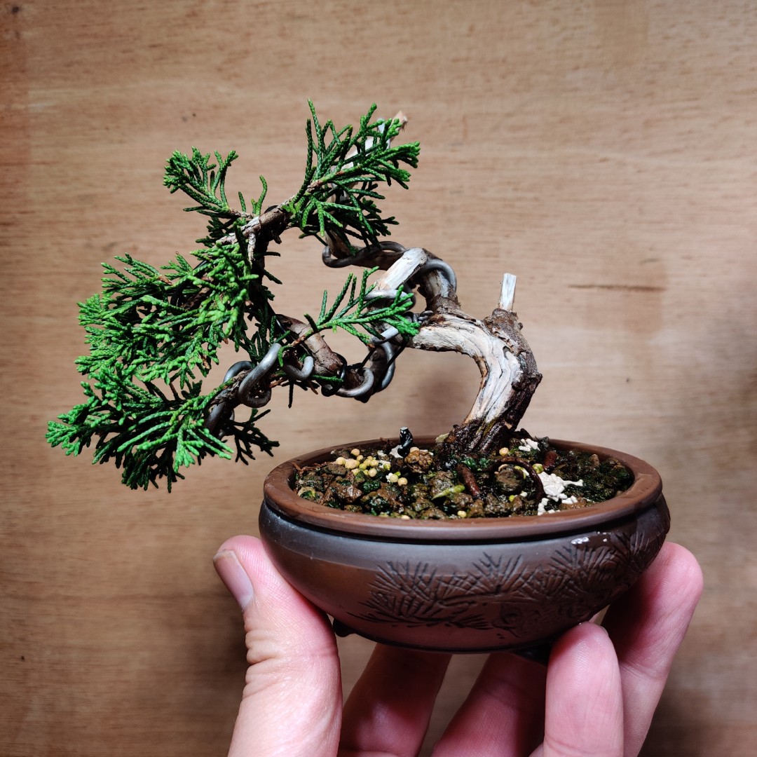 盆栽鉢 植木鉢 小品盆栽鉢 大品盆栽鉢 - 工芸品