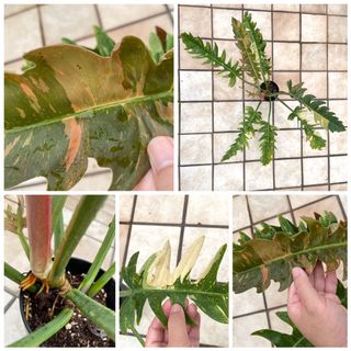 （分類：）位於 。 由 sweet_flora 提交（商品編號 1172434269，圖片 1）。簡介： 。