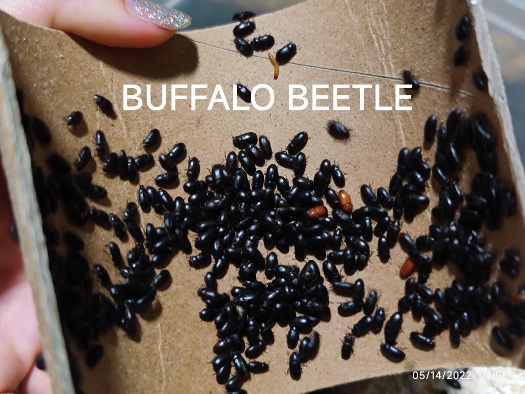 Food for Hamster / Fish. Live Mealworms / Buffalo Worms / Beetle, Pet