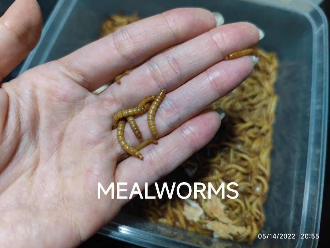 Food for Hamster / Fish. Live Mealworms / Buffalo Worms / Beetle, Pet