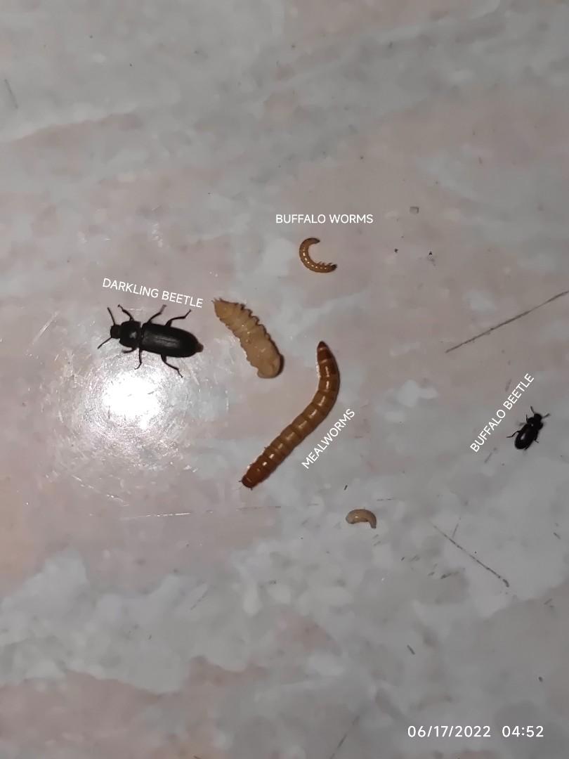 Food for Hamster / Fish. Live Mealworms / Buffalo Worms / Beetle, Pet