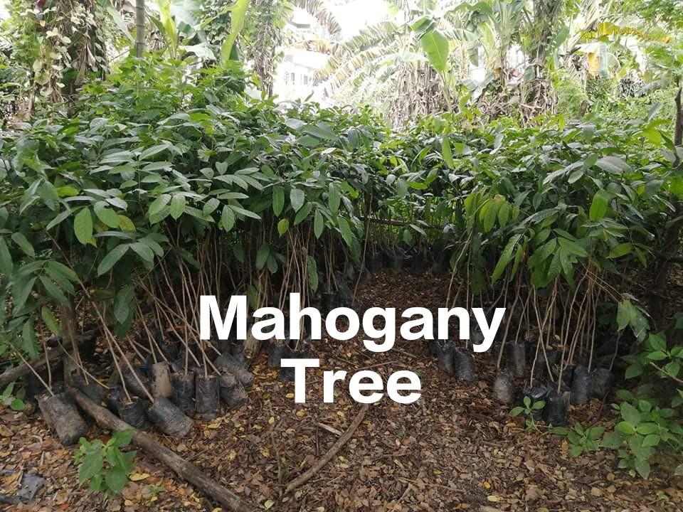 Mahogany tree (34ft), Furniture & Home Living, Gardening, Plants