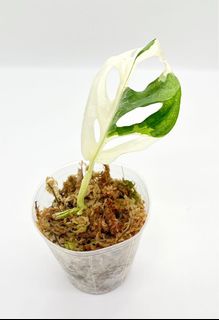 （分類：）位於 。 由 8f_plantlab 提交（商品編號 1172550091，圖片 1）。簡介： 。