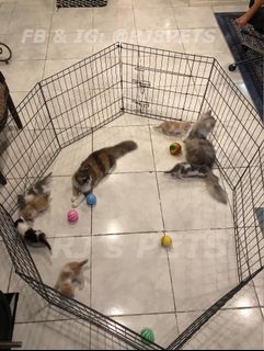 (Category: ) located in . Submitted by shopjaee (Listing ID 1172560760, Image 1). Description: .