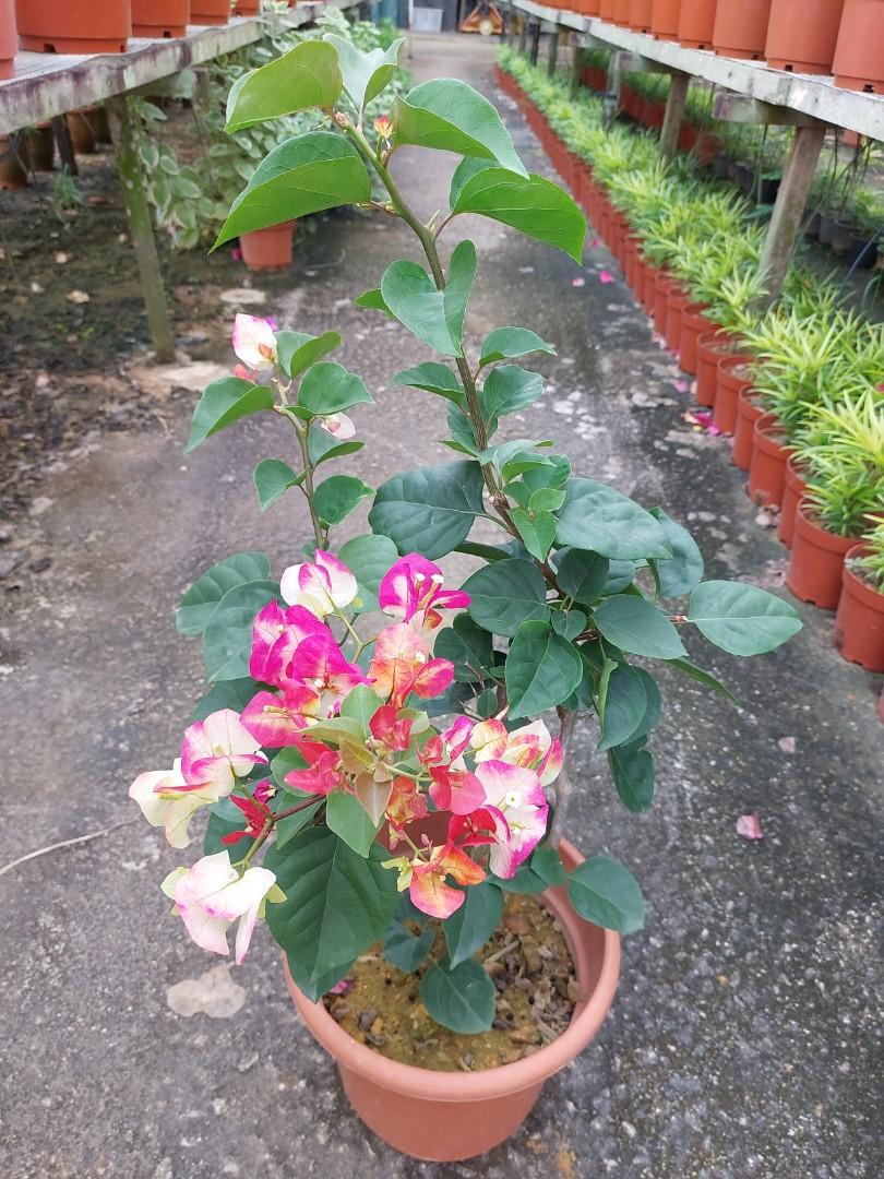 Rare Colour Bougainvillea (80 cm), Furniture & Home Living, Gardening,  Plants & Seeds on Carousell