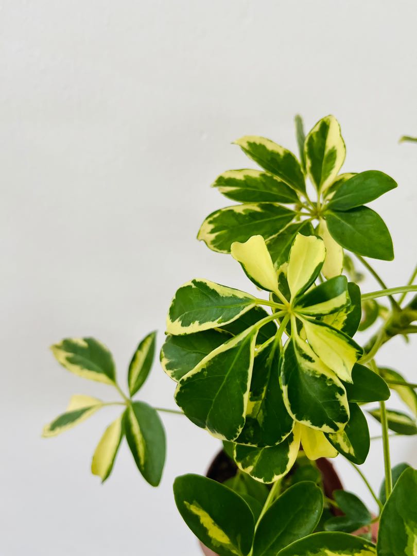 Variegated Umbrella Plant Schefflera Bonsai tree, Furniture & Home