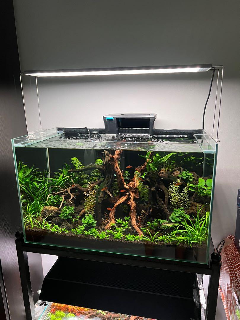 Chihiros RGB A601 Plus Aquarium Light, Pet Supplies, Homes & Other Pet ...