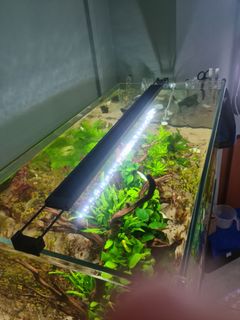 (Category: ) located in . Submitted by pek.jiawei (Listing ID 1172641944, Image 1). Description: .