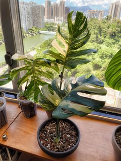（分類：）位於 。 由 chill.plants 提交（商品編號 1172607739，圖片 1）。簡介： 。