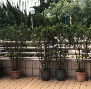 （分類：）位於 。 由 karinep 提交（商品編號 1170772208，圖片 1）。簡介： 。