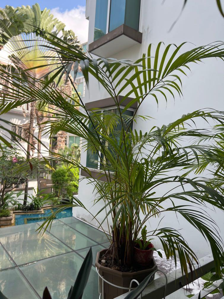 Palm tree, Furniture & Home Living, Gardening, Plants & Seeds on Carousell