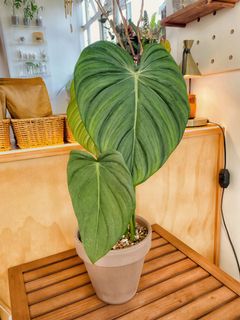 （分類：）位於 。 由 chill.plants 提交（商品編號 1172608106，圖片 1）。簡介： 。