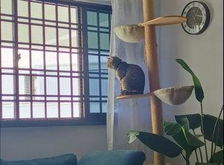Window cat mesh