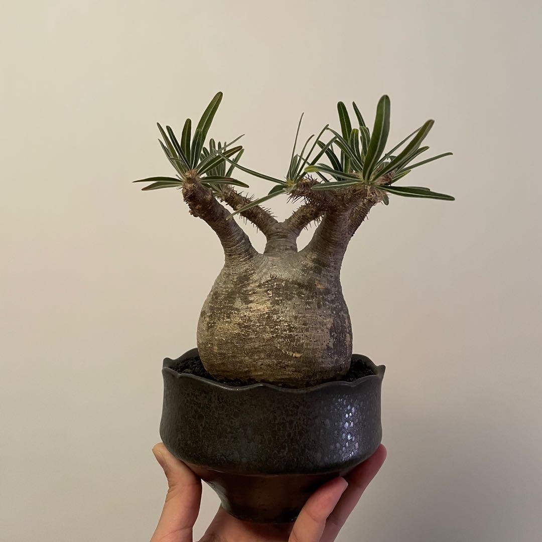 山下太　作家鉢　植木鉢　塊根植物　オペルクリカリア　パキプス　アガベ　グラキリス