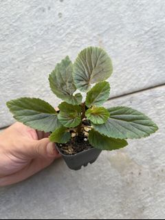 (Category: ) located in . Submitted by plantstuff (Listing ID 1172795137, Image 1). Description: .