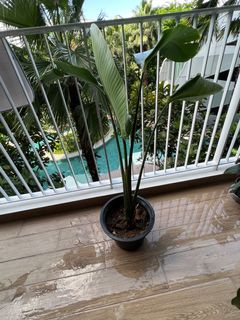 (Category: ) located in . Submitted by irsa_n (Listing ID 1172805808, Image 1). Description: .