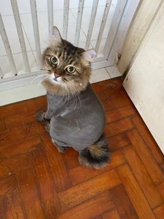(Category: ) located in . Submitted by littlebeanpets (Listing ID 1172795512, Image 1). Description: .