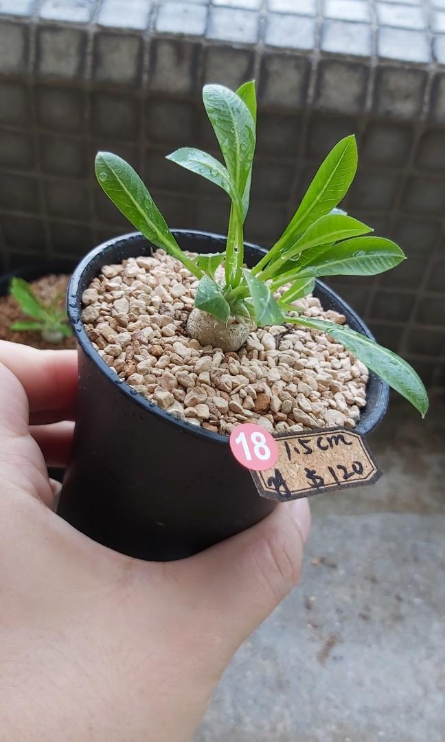 黃花惠比須笑 非惠比大黑非象牙玉 塊根 辦公室植物 懶人植物 盆栽 金屬釉色陶瓷塊根花盆 植木鉢 龍舌蘭象牙宮 多肉植物 塊根植物 Caudex Agave Plantpot 乳香 漆樹 潮盆 傢俬 家居 園藝 植物及種子