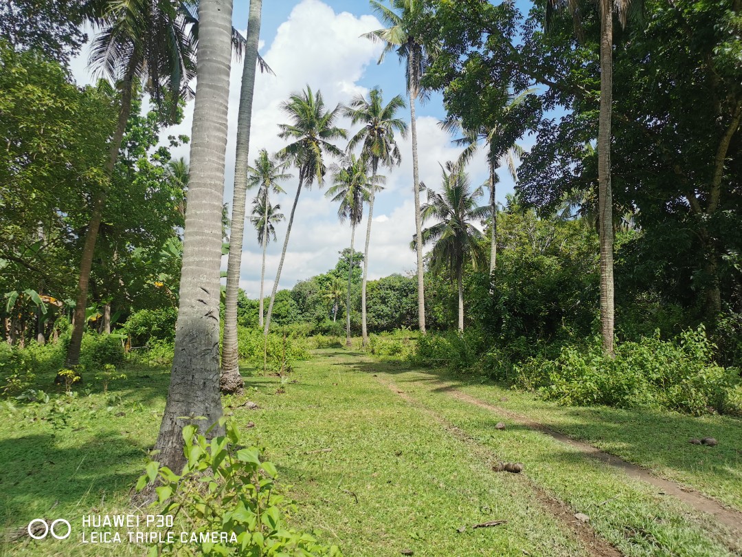 Farm lot for sale with fruit trees in Laiya, San Juan, Batangas