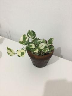 Njoy Pothos
