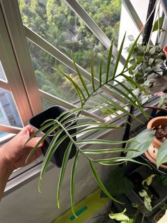 (Category: ) located in . Submitted by gardenboinpc (Listing ID 1172794515, Image 1). Description: .