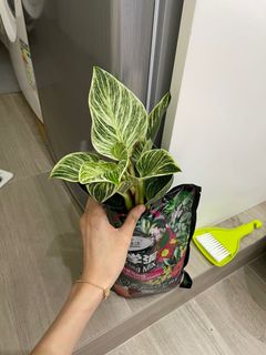 （分類：）位於 。 由 parksewon0204 提交（商品編號 1172871995，圖片 1）。簡介： 。