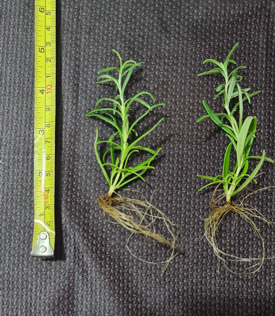 Rosemary plants (hydroponically grown), Furniture & Home Living