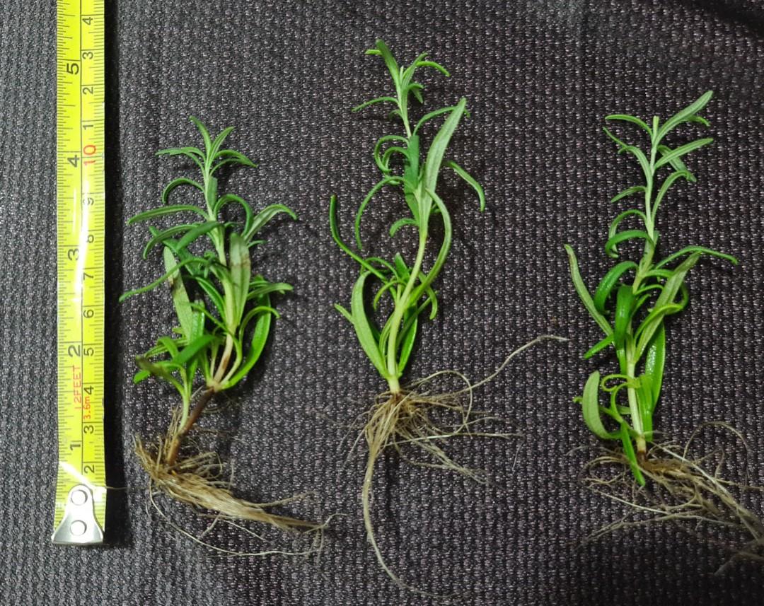 Rosemary plants (hydroponically grown), Furniture & Home Living