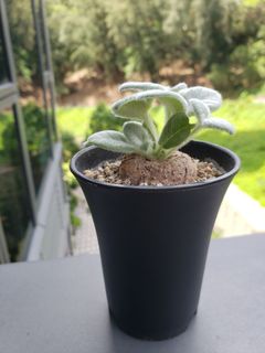 日本富士砂1kg 傢俬 家居 園藝 園藝工具和裝飾品 Carousell