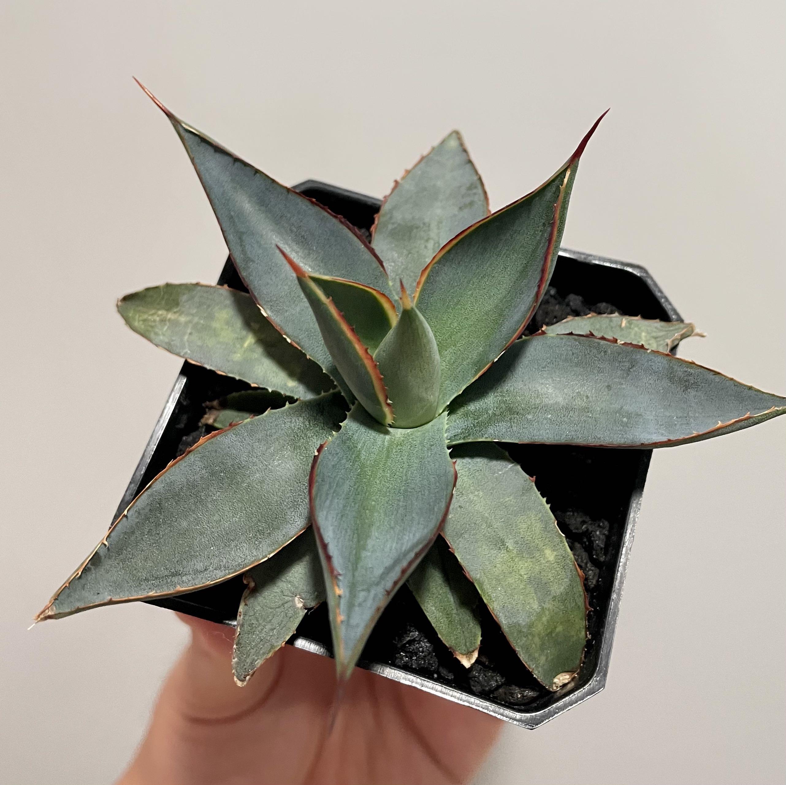 龍舌蘭苗曙光agave Schidigera X Agave Isthmensis 多肉植物塊根植物非象牙宮龜甲龍仙人球 傢俬 家居 園藝 植物及種子 Carousell