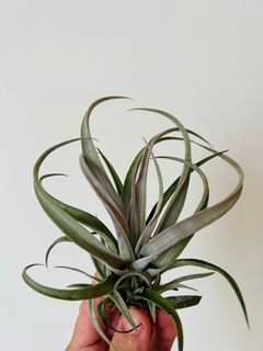 (Category: ) located in . Submitted by epiphytes (Listing ID 1172985245, Image 1). Description: .