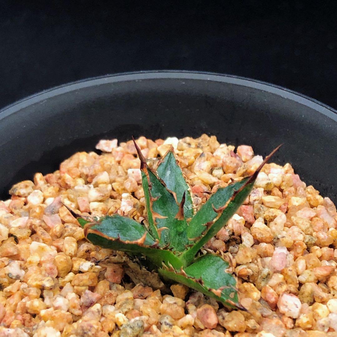 Sg1762 日本輸入姬霍利達龍舌蘭 多肉植物小盆栽禮物 傢俬 家居 園藝 植物及種子 Carousell Sg1762 日本輸入姬霍利達龍舌蘭 多肉植物小盆栽禮物 傢俬 家居 園藝 植物及種子 Carousell
