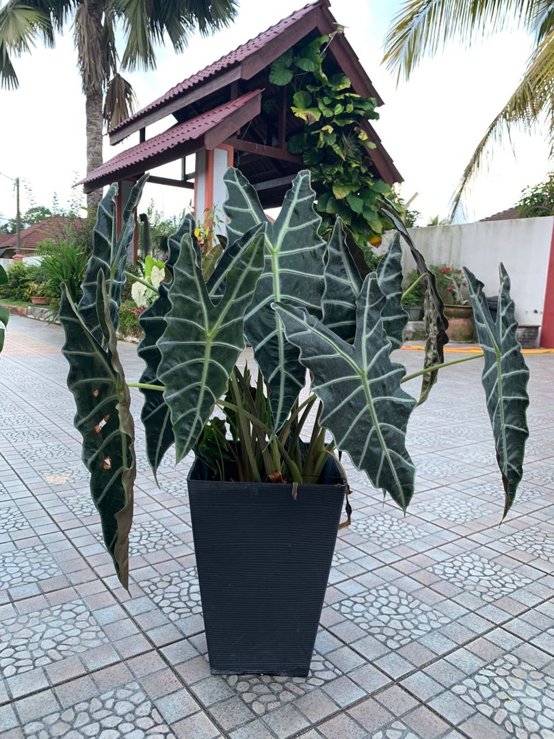 Alocasia amazonica, Furniture & Home Living, Gardening, Plants & Seeds on  Carousell