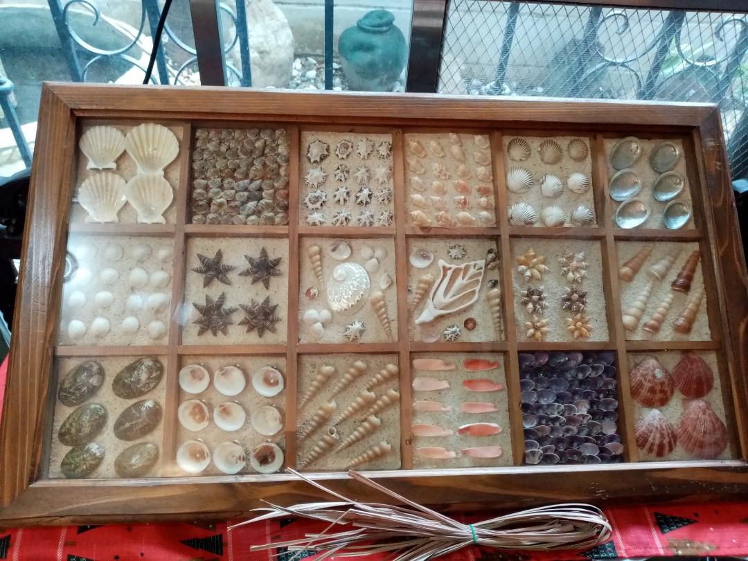 Framed Philippine Seashells Collectible (Category: Frames & Pictures) located in Quezon City. Submitted by maodg (Listing ID 1170003119, Image 1). Description: Collectible Framed Philippine Seashells. One-of-a-kind. Unique collection of seashells. 🔹Solid hard wood frame narra or acacia. Wood is heavy. 🔹Top of the frame is glass. 🔹Built-in hook if you want to hang or opt to have it just plain flat. 🔹Bought previously in Rustan's ( Rustan's tag