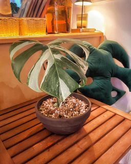 （分類：）位於 。 由 chill.plants 提交（商品編號 1173293398，圖片 1）。簡介： 。