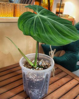 （分類：）位於 。 由 chill.plants 提交（商品編號 1173291024，圖片 1）。簡介： 。