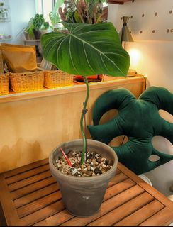 （分類：）位於 。 由 chill.plants 提交（商品編號 1173291297，圖片 1）。簡介： 。