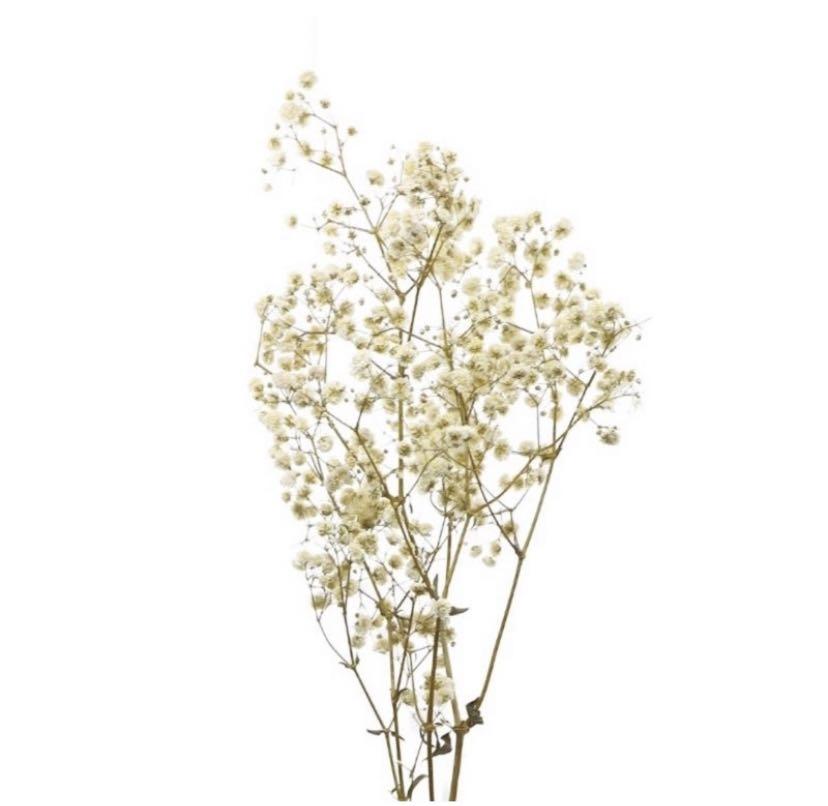 Preserved Dried Baby Breath Flowers Cream Beige Colour 3x5g Hobbies Toys Stationery Craft Flowers Bouquets On Carousell