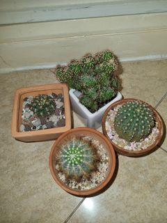2 sets of cactus