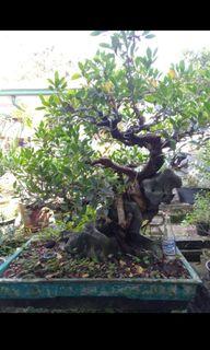 Banyan tree bonsai,rock clasping