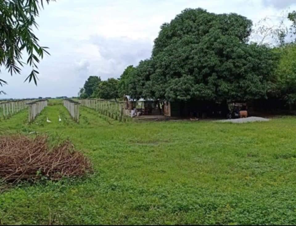 Cabiao San Antonio bypass road Nueva Ecija lot, Property, For Sale, Lot