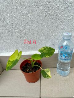 (Category: ) located in . Submitted by homenursery (Listing ID 1173426943, Image 1). Description: .